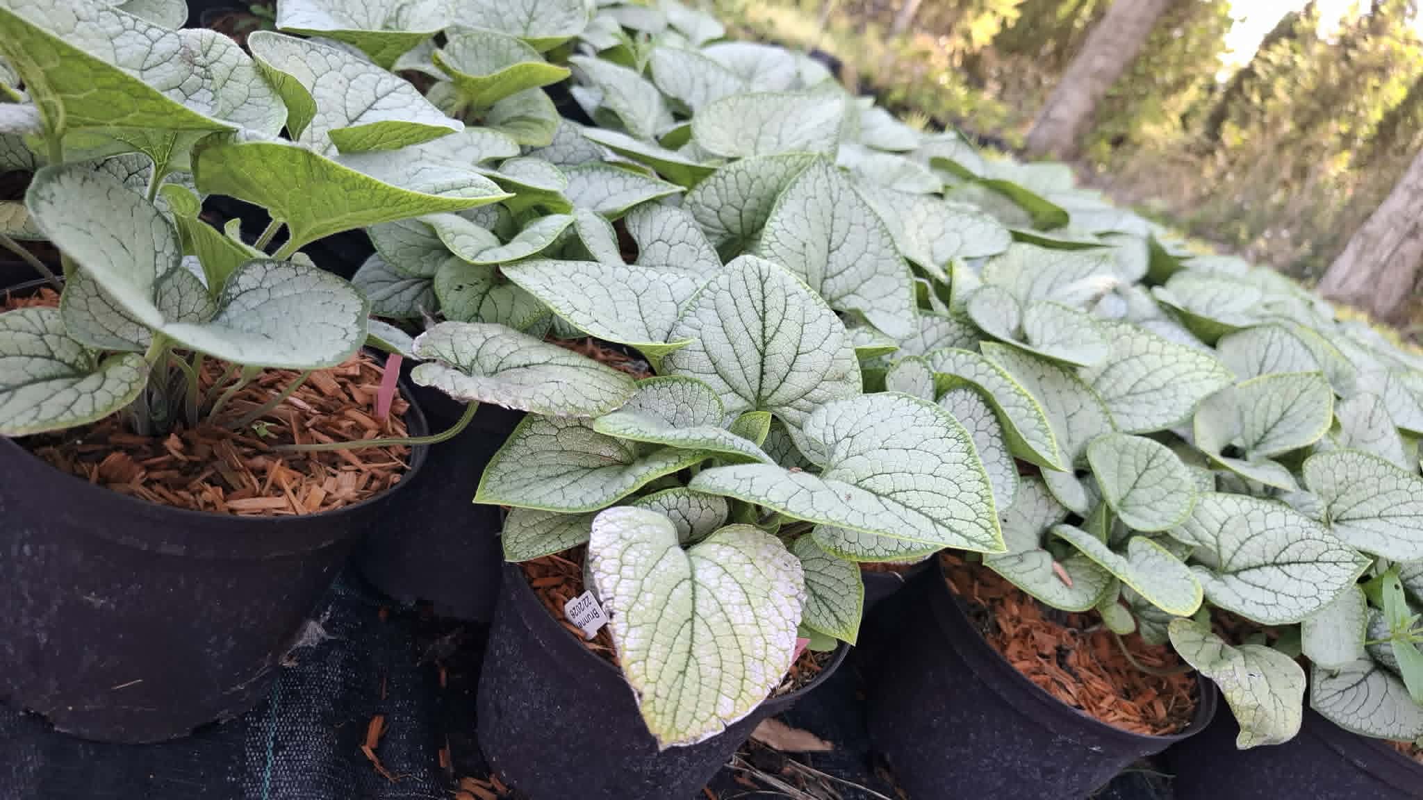 Kaukázusi nefelejcs-Brunnera macrophylla 'Silver Heart'