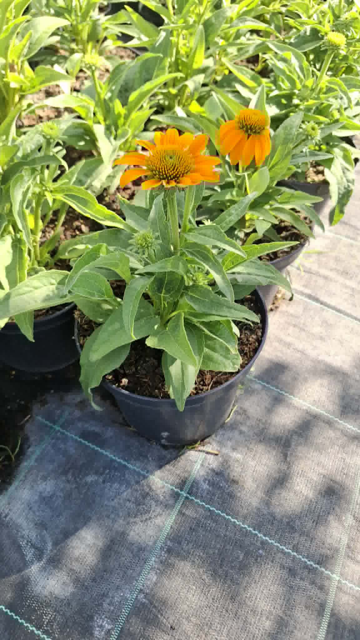 Kasvirág- Echinacea 'Guatemala'
