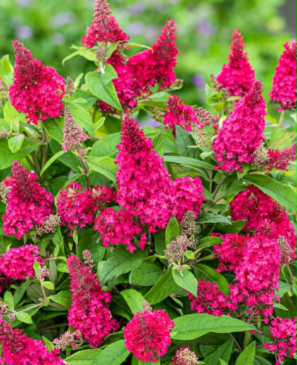 Törpe Nyári orgona-Buddleia Little ruby