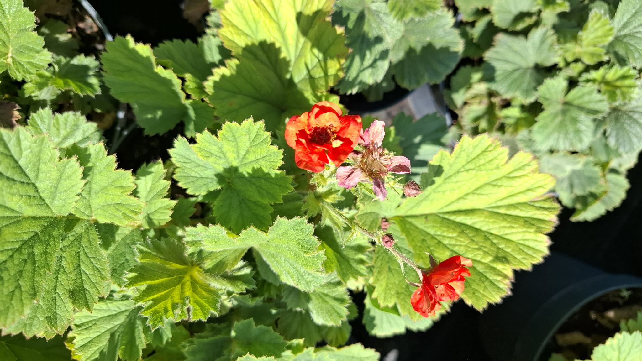 Gyömbérgyökér-Geum Tempest Scarlet