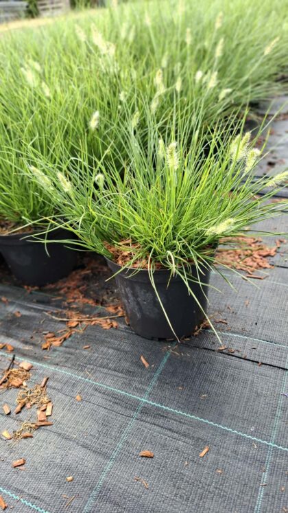 Törpe tollborzfű-Pennisetum 'Little bunny'