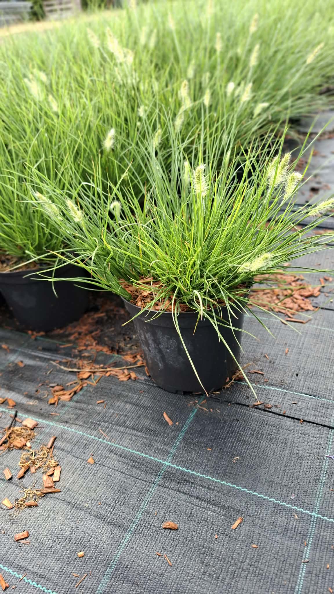 Törpe tollborzfű-Pennisetum 'Little bunny'
