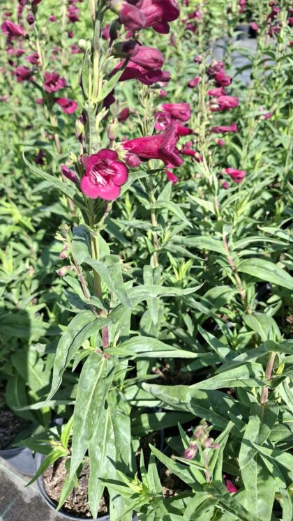 Bugatölcsér (Penstemon ‘Rich Ruby’)