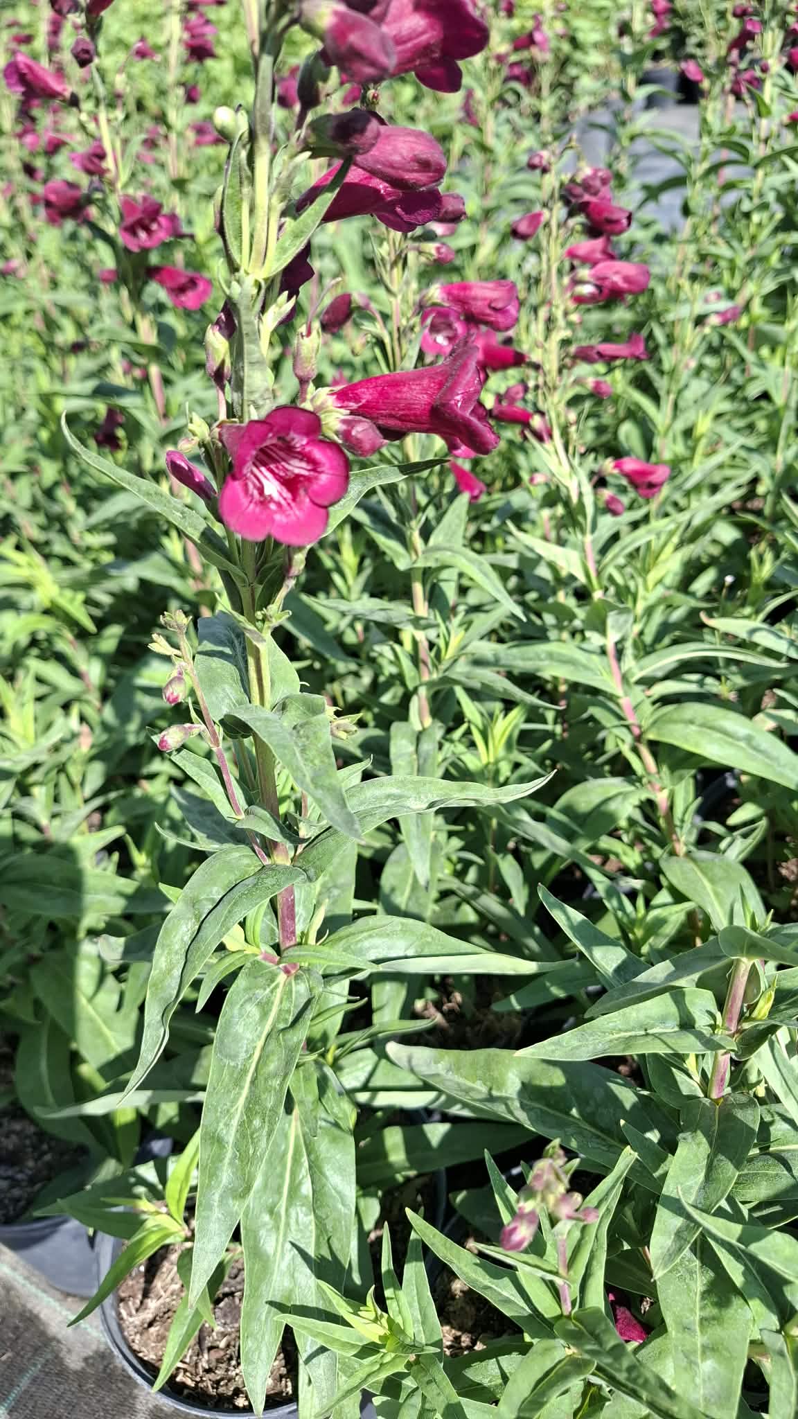 Bugatölcsér (Penstemon ‘Rich Ruby’)