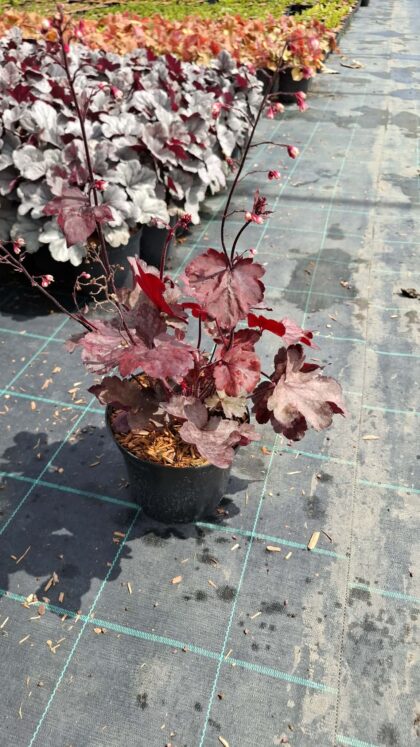 Tűzeső-Heuchera 'Fire chief'