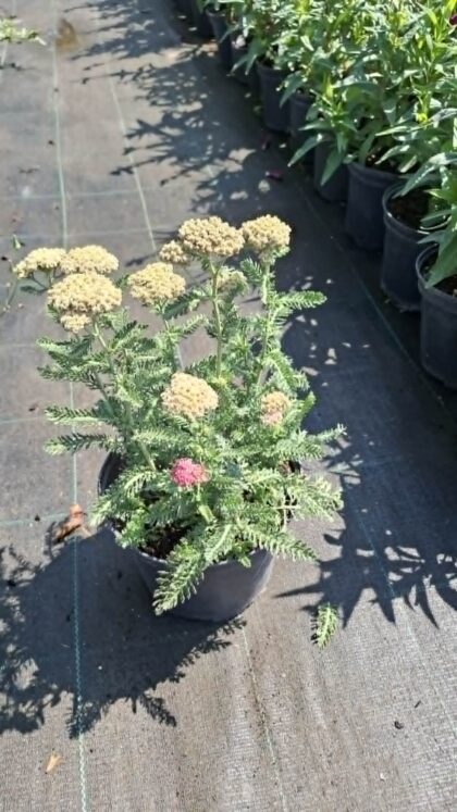 Cickafark-Achillea'Bright pink'