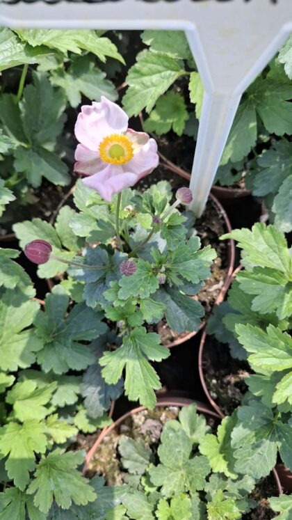 Szellőrózsa-Anemone'Baby pink'