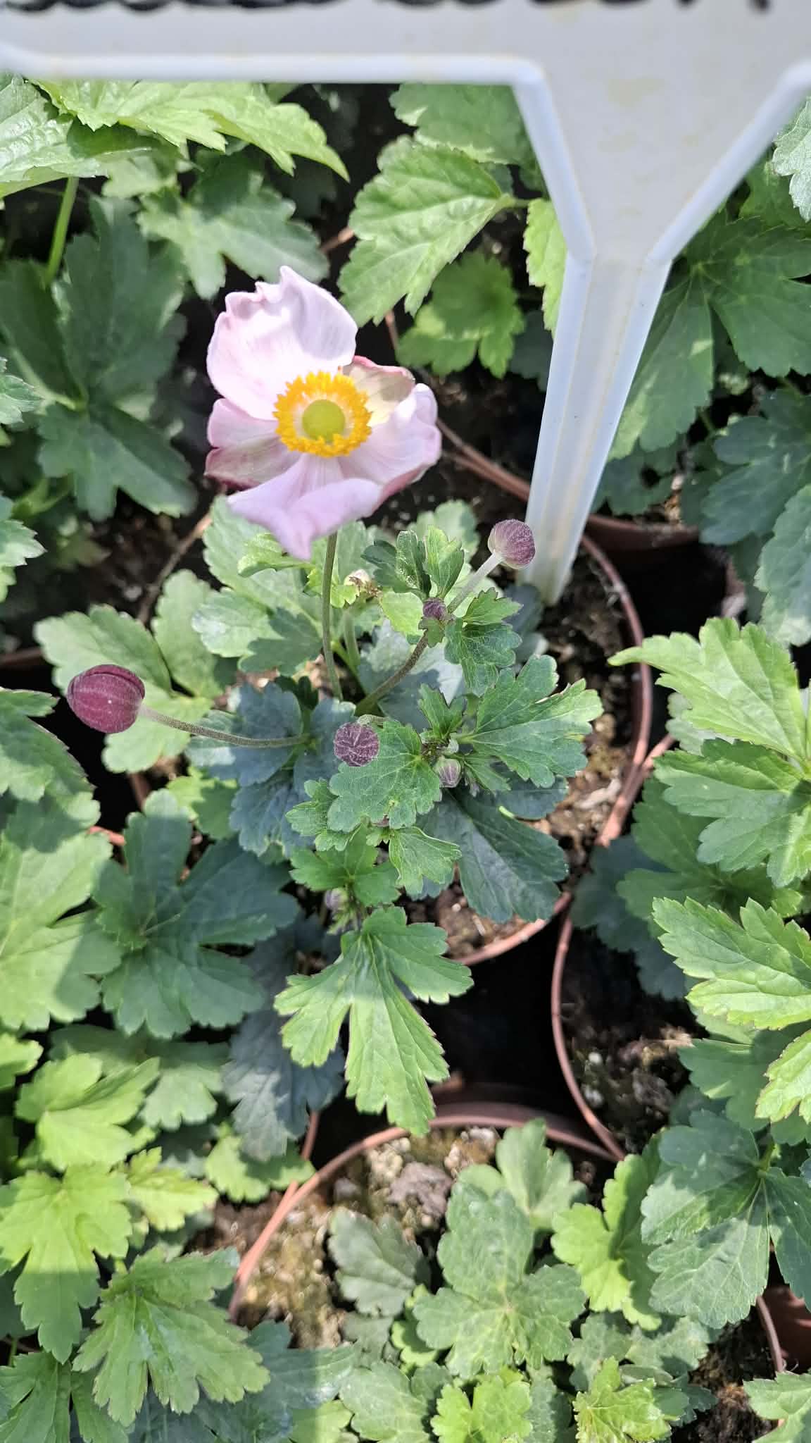 Szellőrózsa-Anemone'Baby pink'