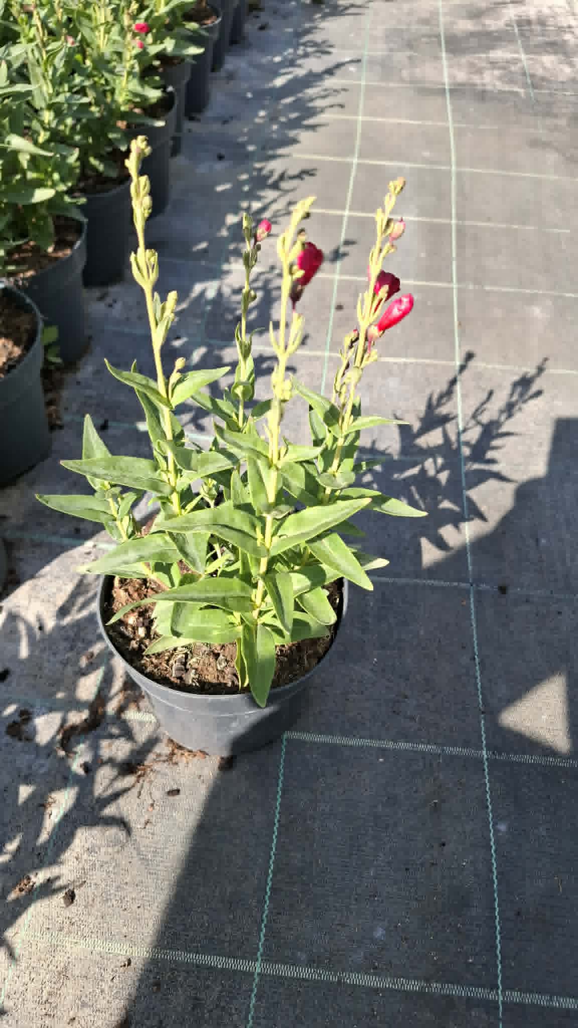 Bugatölcsér (Penstemon ‘Rich Ruby’) - Image 2