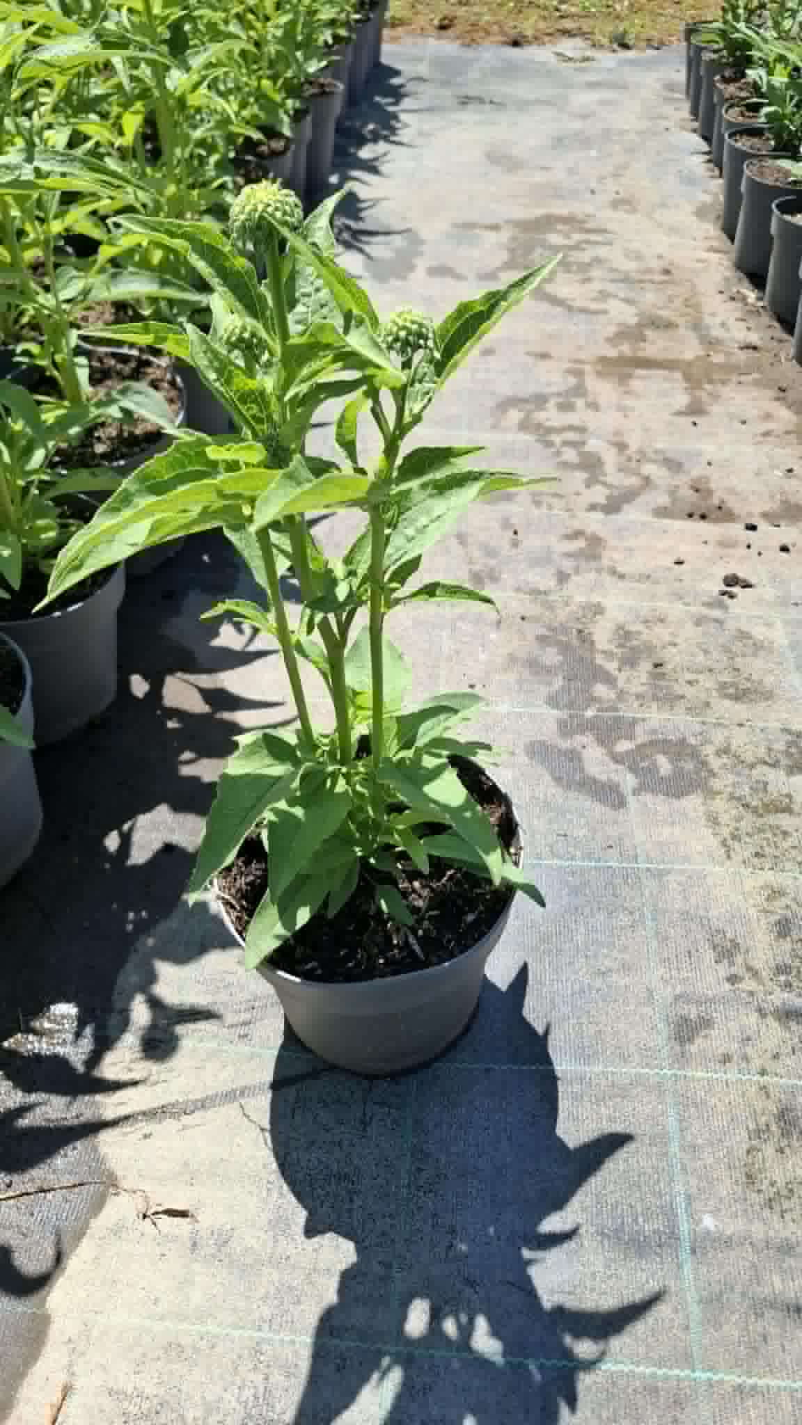 Kasvirág-Echinacea purpurea 'Virgin' - Image 2