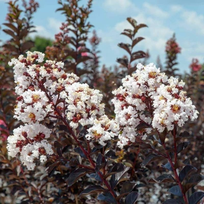 Selyemmirtusz-Lagestromia 'BD Blush'