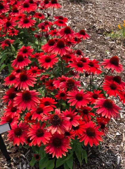 Kasvirág- Echinacea 'Panama Red'