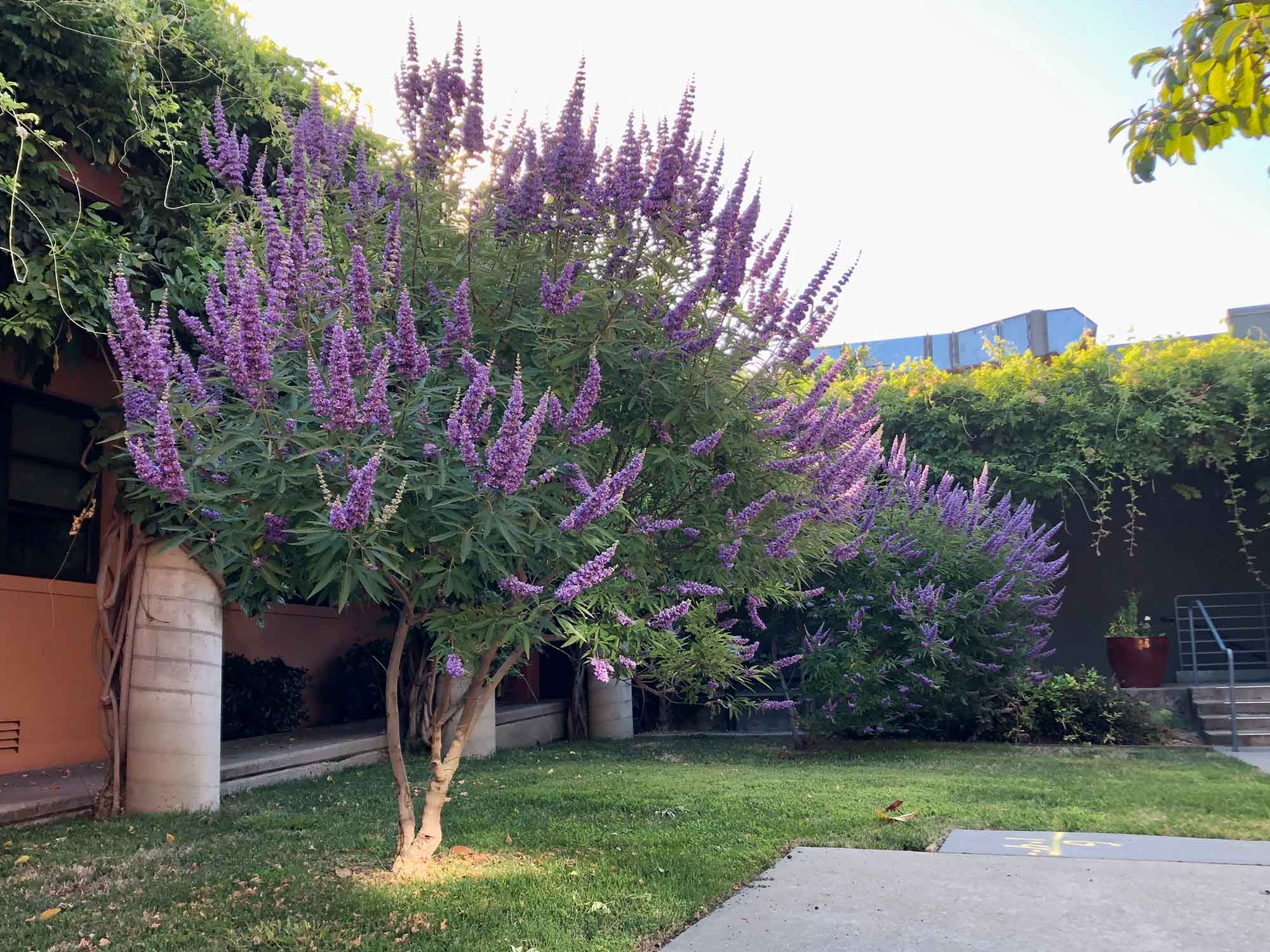 Barátcserje-Vitex Agnus P9