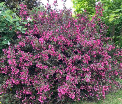 Rózsalonc- Weigela 'Alexandra'