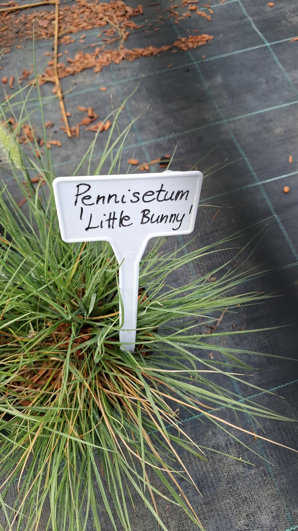 Törpe tollborzfű-Pennisetum 'Little bunny' - Image 2
