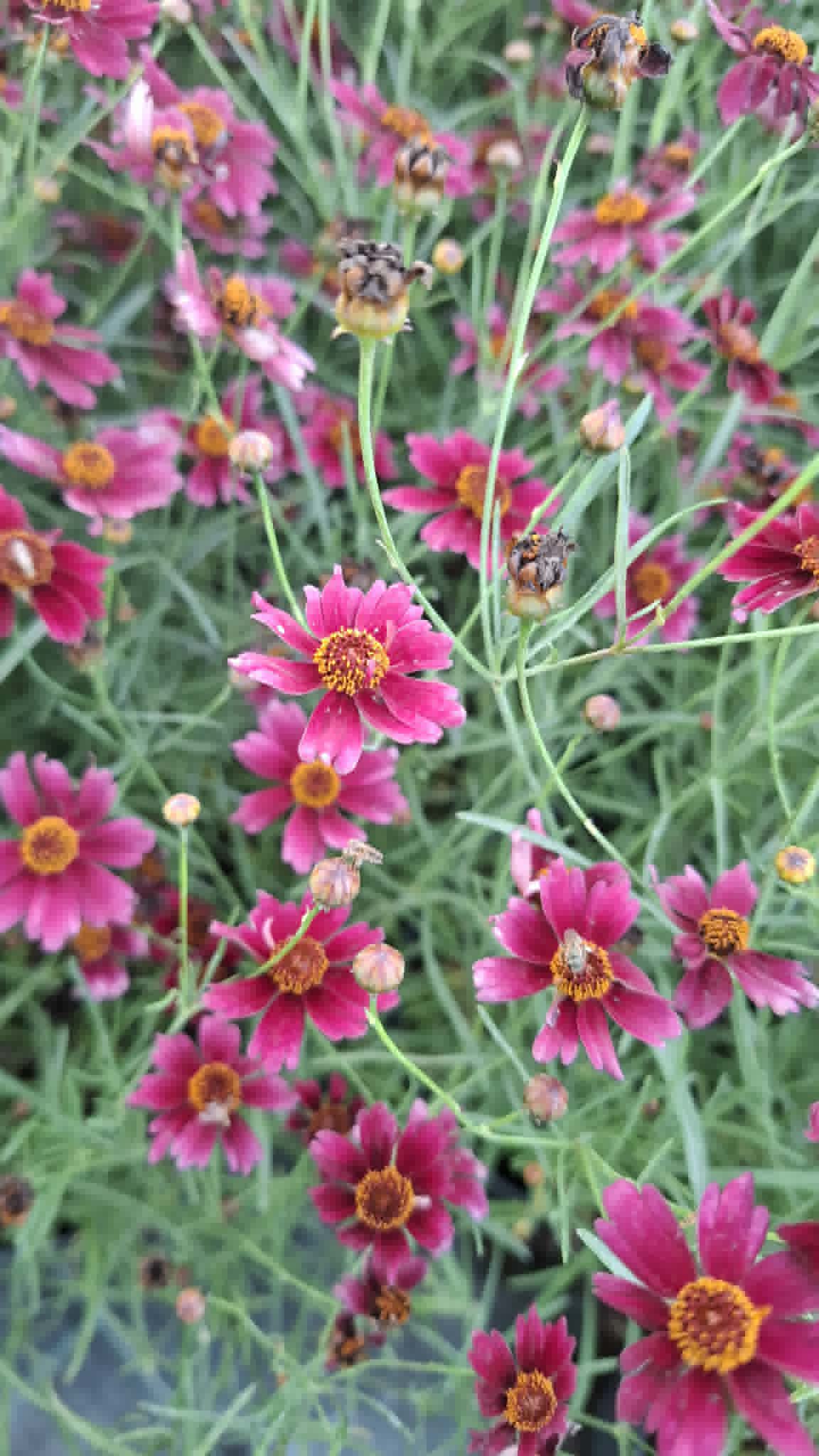 Menyecskeszem ‘Ruby Red(Coreopsis verticillata)