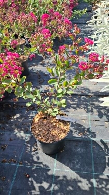 Selyemmirtusz-Lagerstroemia 'WL Kiss'