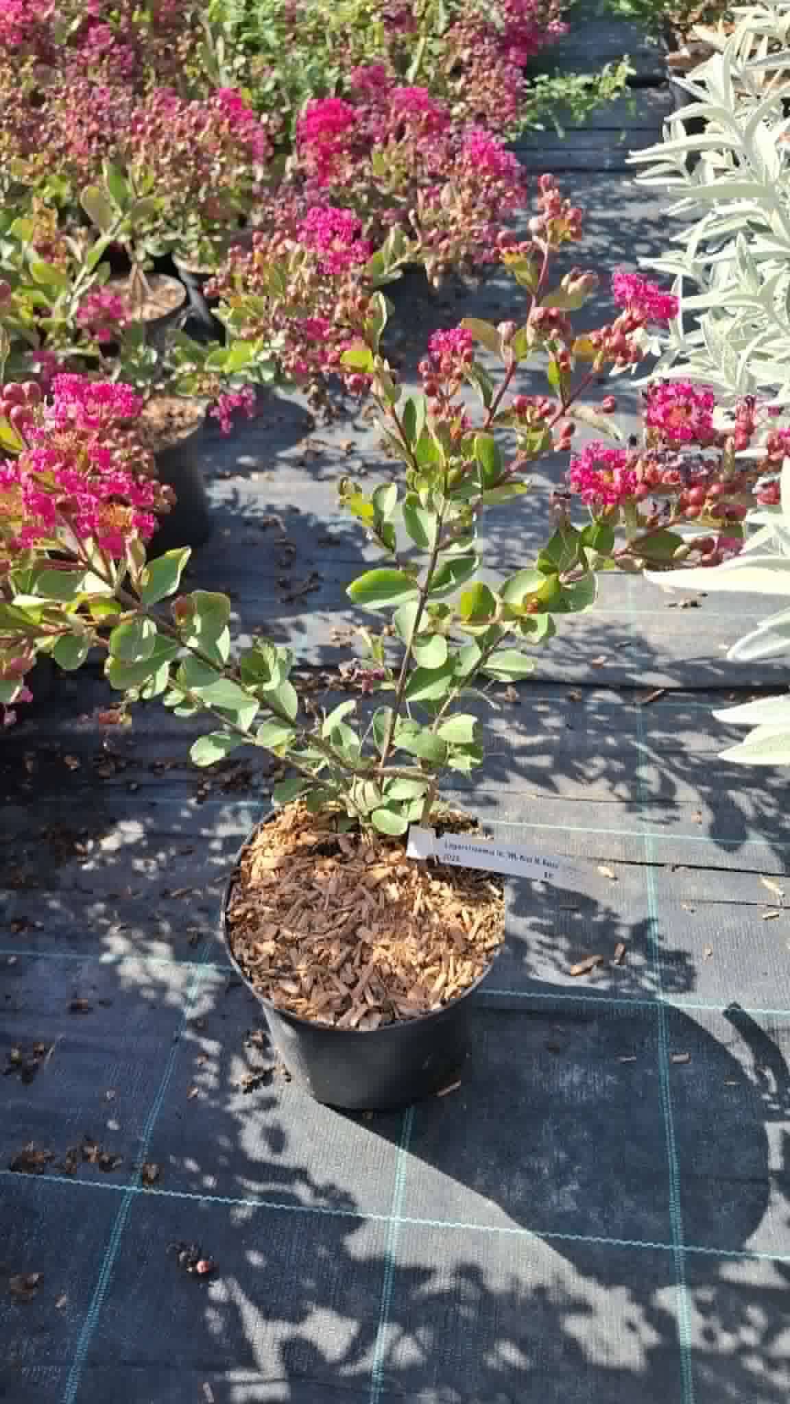 Selyemmirtusz-Lagerstroemia 'WL Kiss'