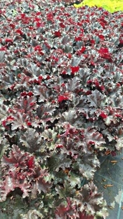 Tűzeső-Heuchera 'Dark Secret'