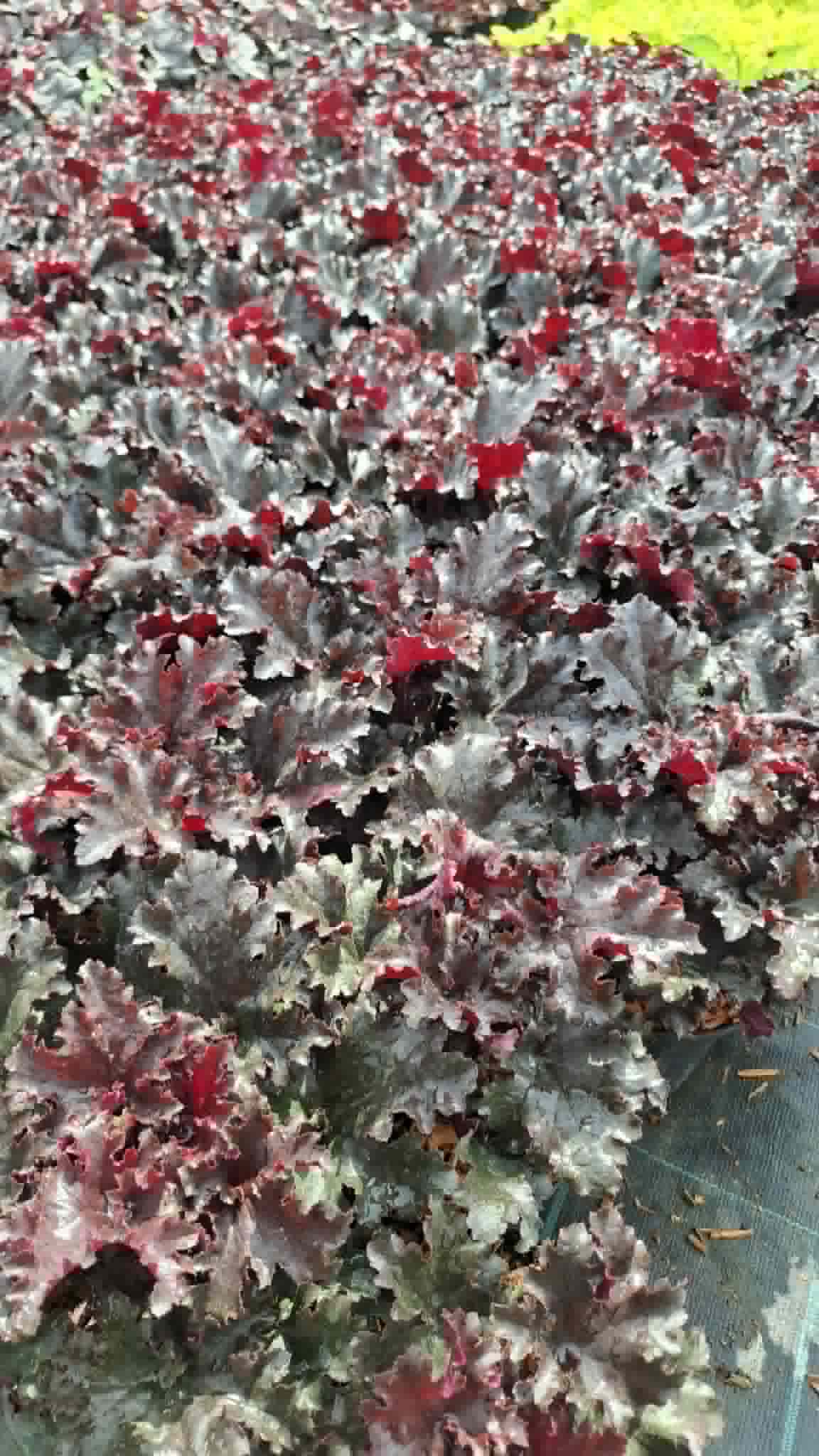 Tűzeső-Heuchera 'Dark Secret'