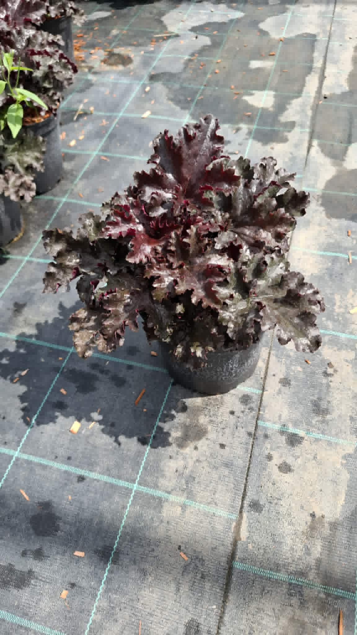 Tűzeső-Heuchera 'Dark Secret' - Image 2