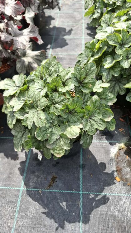 Tűzeső 'Dale’s Strain' K2