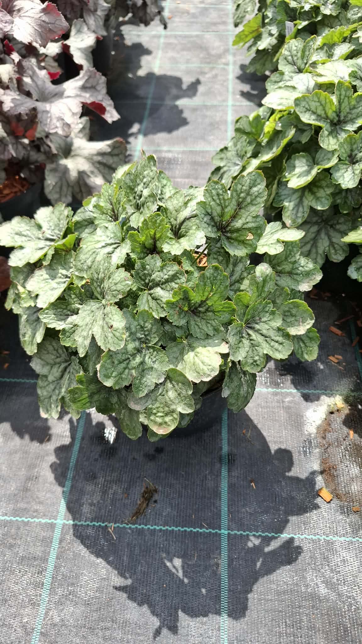 Tűzeső 'Dale’s Strain' K2