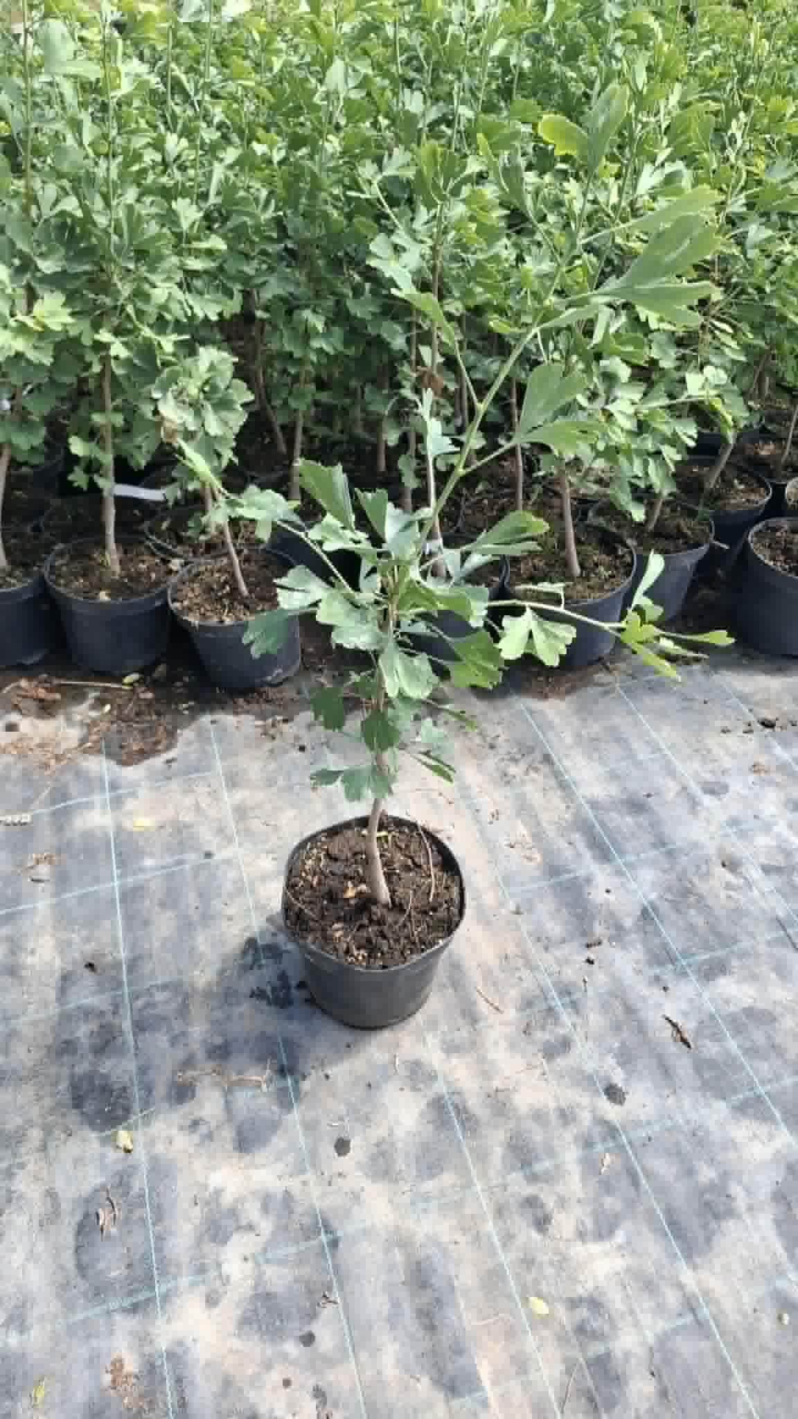 Ginkgo biloba-Páfrányfenyő