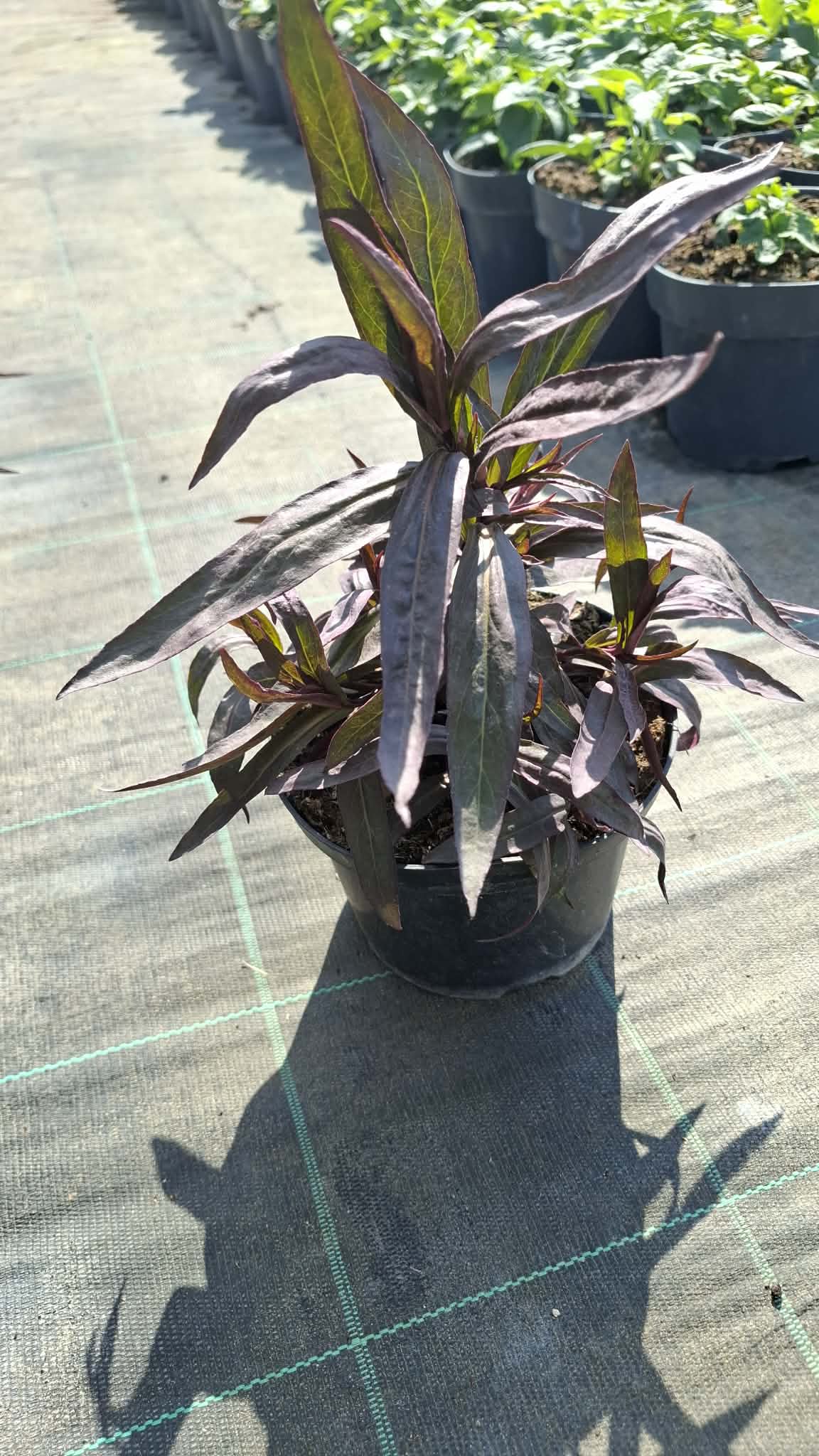 Pompás lobélia-Lobelia speciosa 'Russian Princess' - Image 2