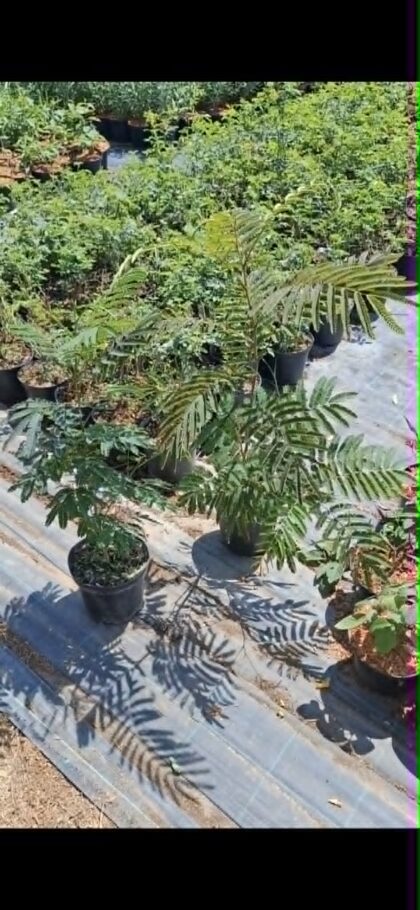 Selyemakác -Albizia julibrissin