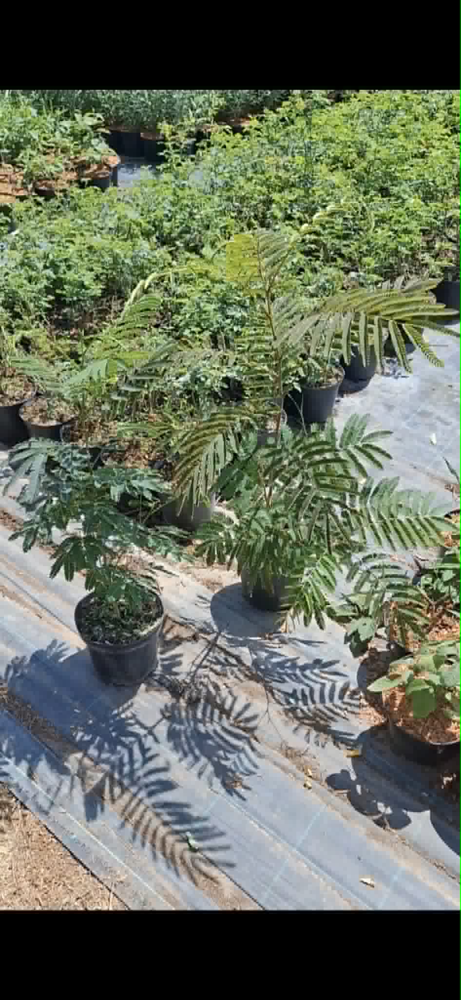 Selyemakác -Albizia julibrissin