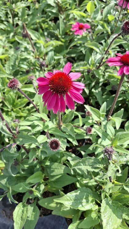 Kasvirág- Echinacea 'Purpurea'