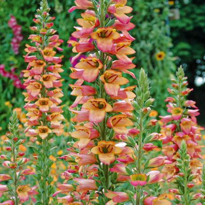 Gyűszűvirág-Digitalis hybrida 'Falcon Fire'