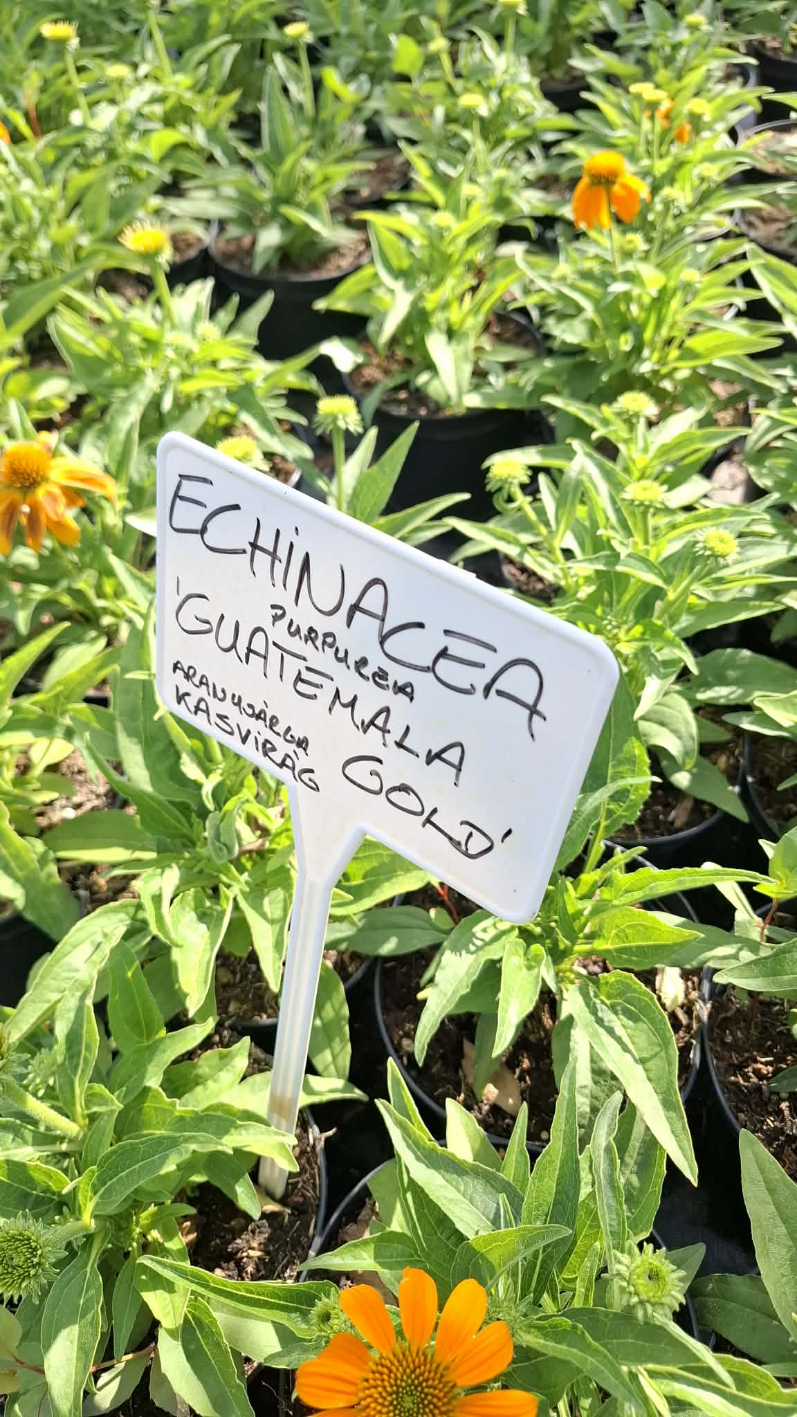 Kasvirág- Echinacea 'Guatemala' - Image 2