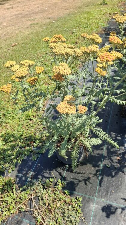 Cickafark-Achillea'Safran'
