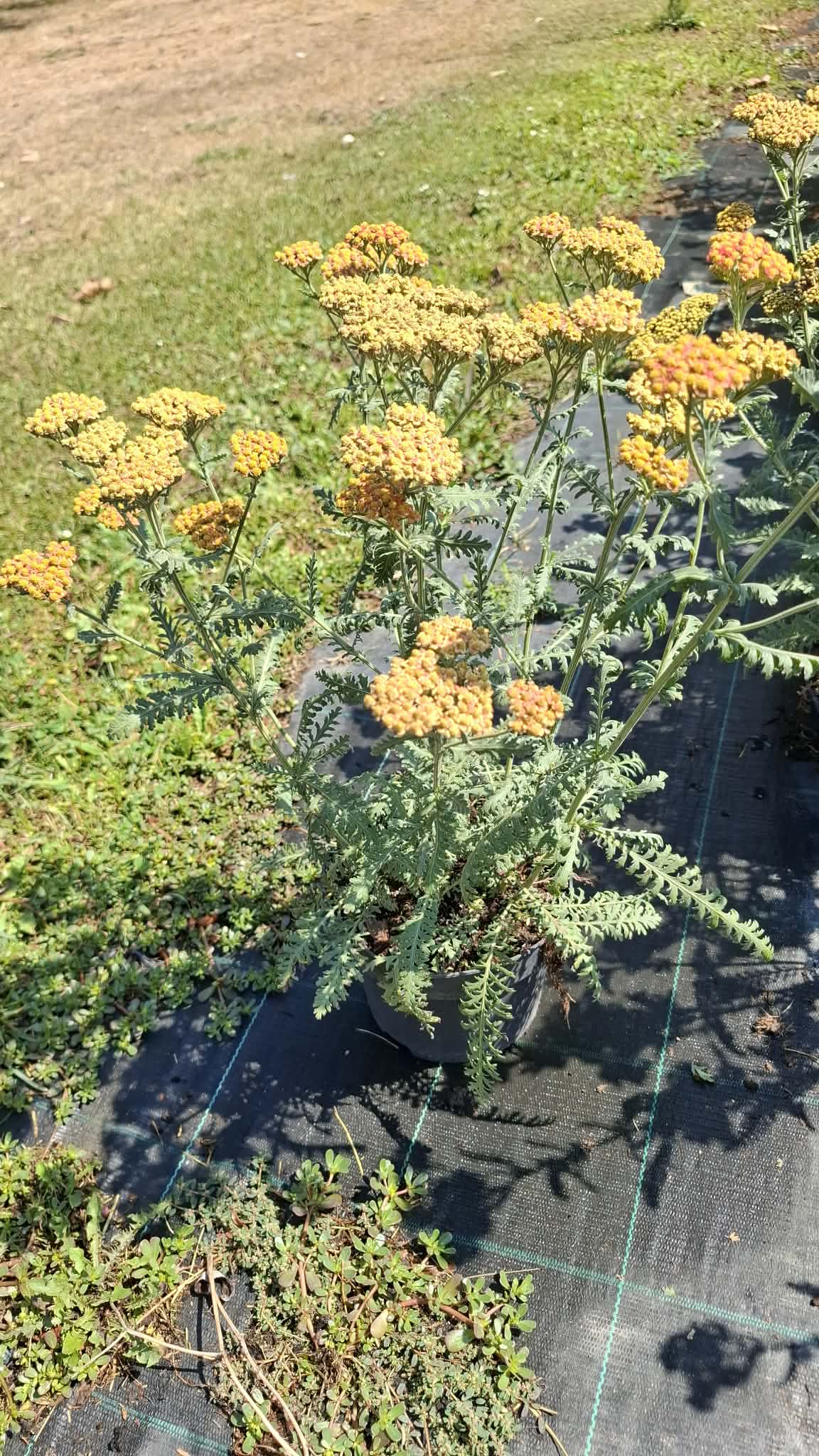 Cickafark-Achillea'Safran'