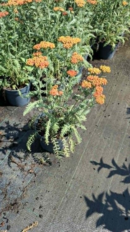 Cickafark-Achillea 'Walther funcke'