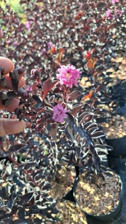 Selyemmirtusz-Lagerstroemia indica 'BD Purely Purple'