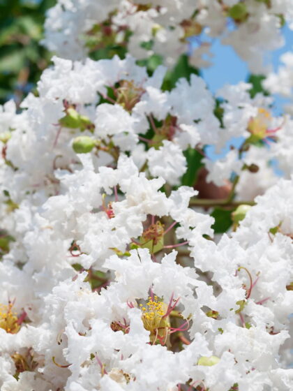 Selyemmirtusz-Lagerstroemia indica 'ind Nivea'