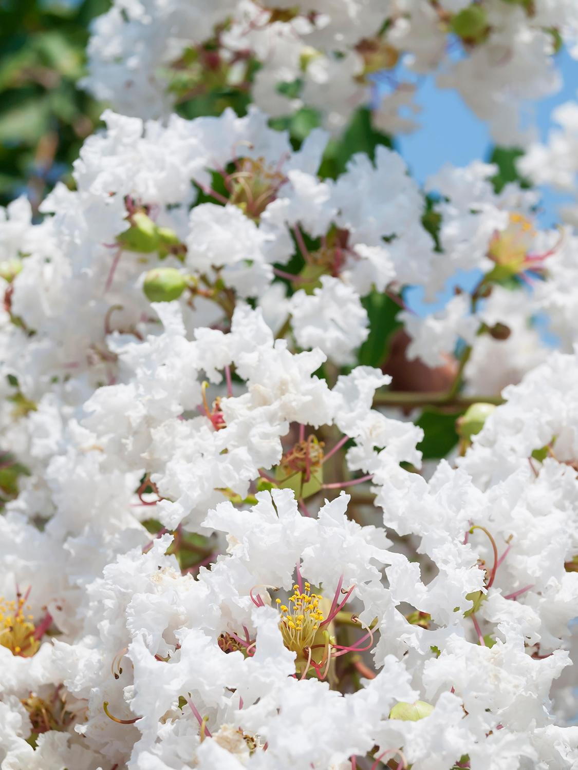 Selyemmirtusz-Lagerstroemia indica 'ind Nivea'