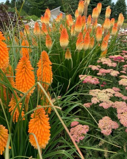 Fáklyaliliom-Kniophia 'Orange Blaze'