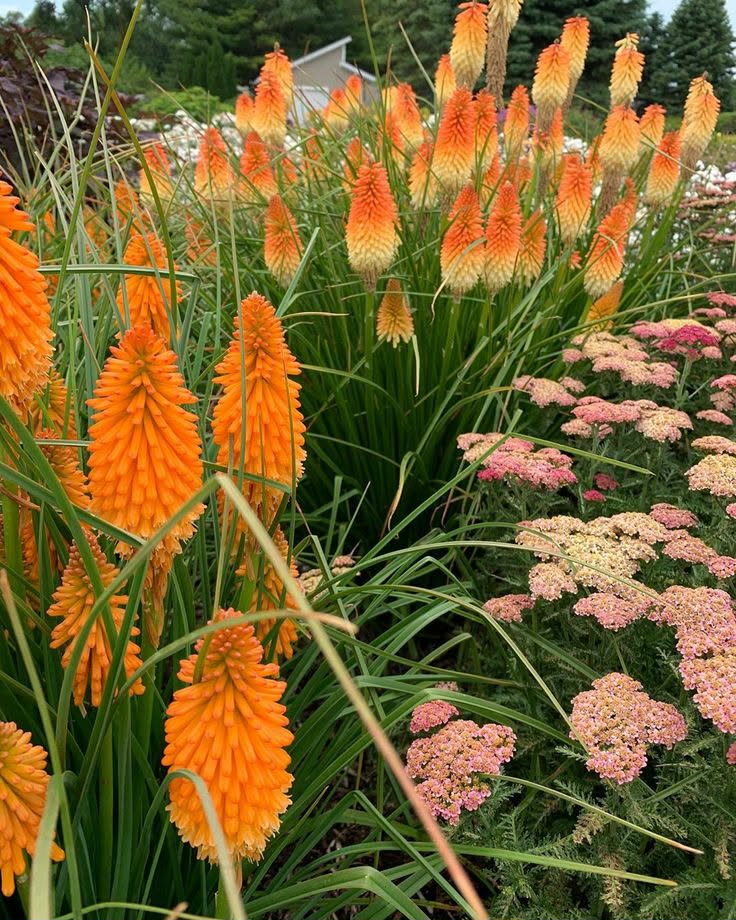 Fáklyaliliom-Kniophia 'Orange Blaze'