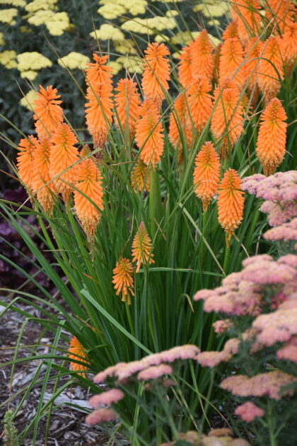 Fáklyaliliom-Kniophia 'Orange'