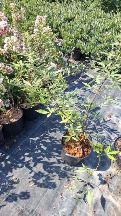 Barátcserje(rózsaszín)- Vitex agnus