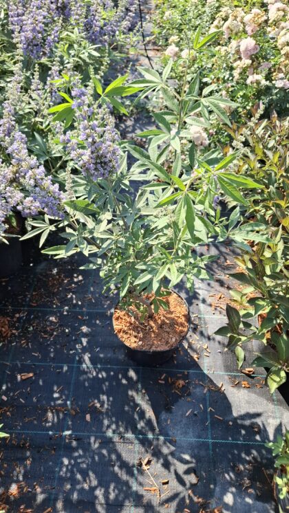 Barátcserje(lila-kék)-Vitex agnus K3