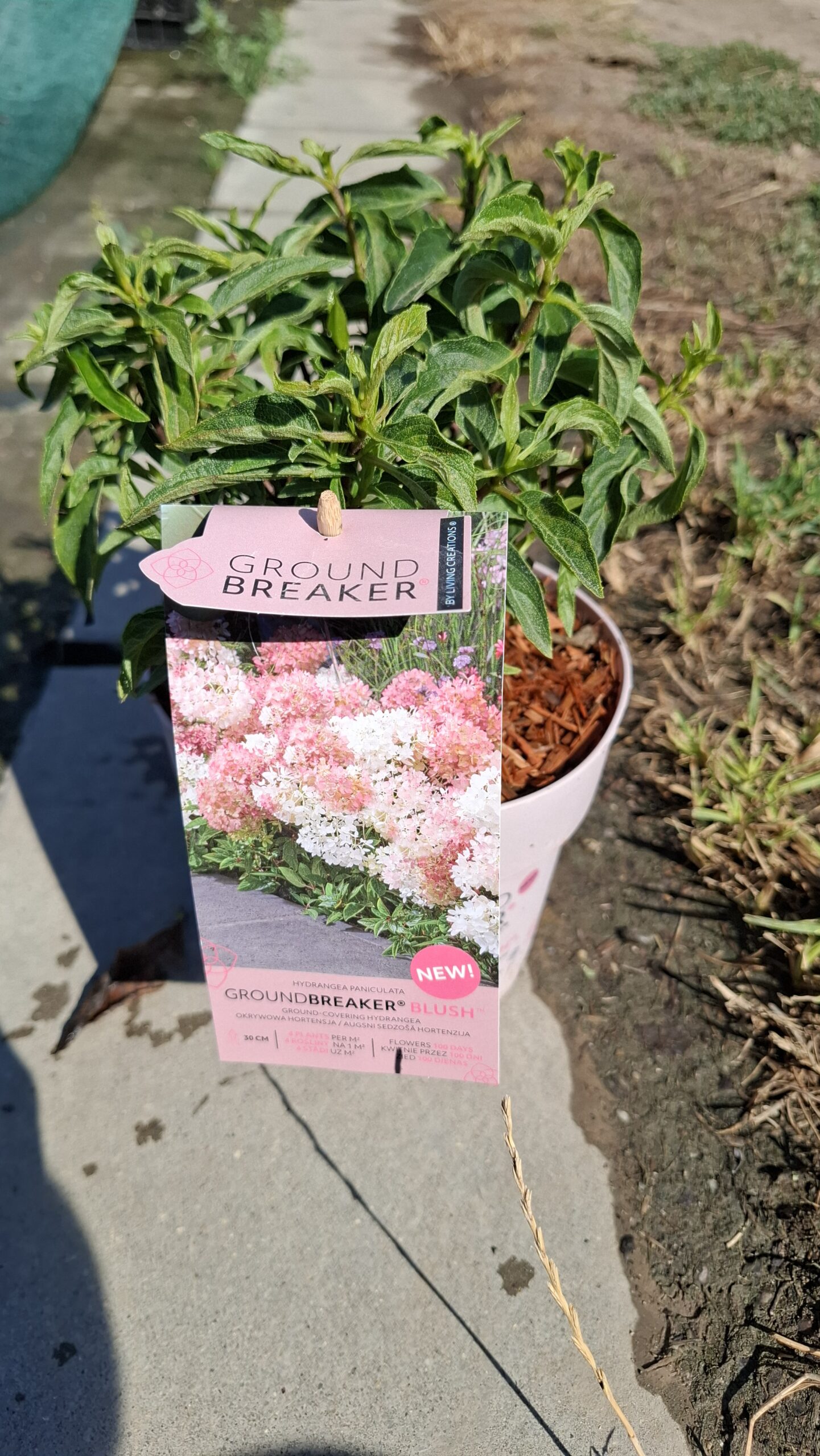 Talajtakaró hortenzia-Groundbreaker 'Blush' - Image 2