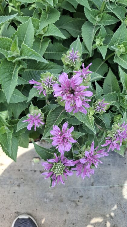 Méhbalzsam-Monarda'Blue moon'