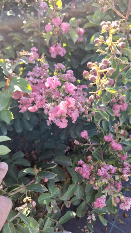 Selyemmirtusz-Lagestroemia indica'Seaburn'