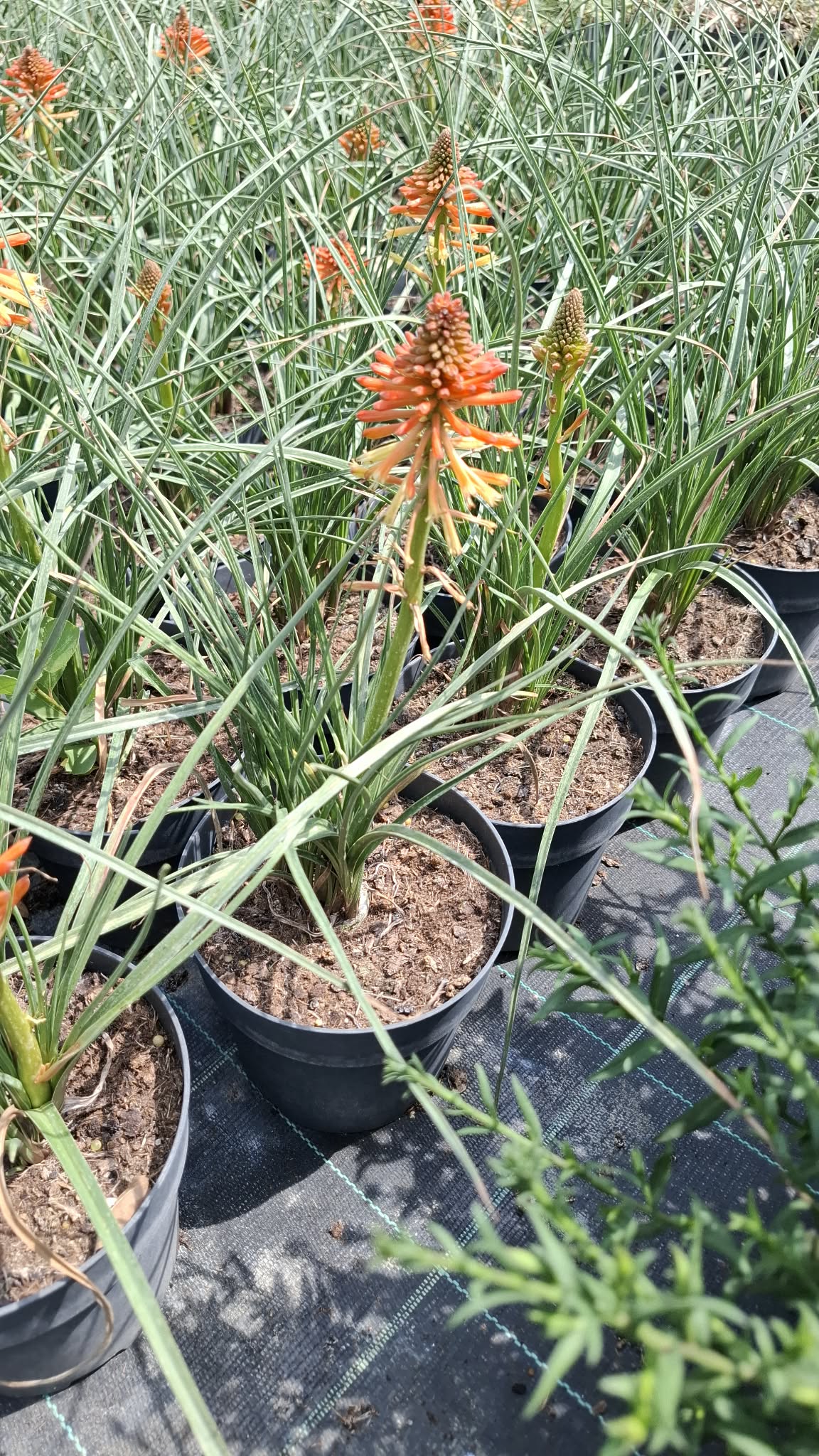 Fáklyaliliom-Kniophia 'Orange Blaze' - Image 2