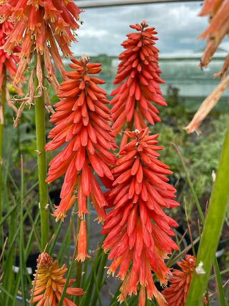 Fáklyaliliom-Kniophia 'Poco Red'